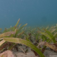 Oceana serrulata (R.Br.) Byng & Christenh.